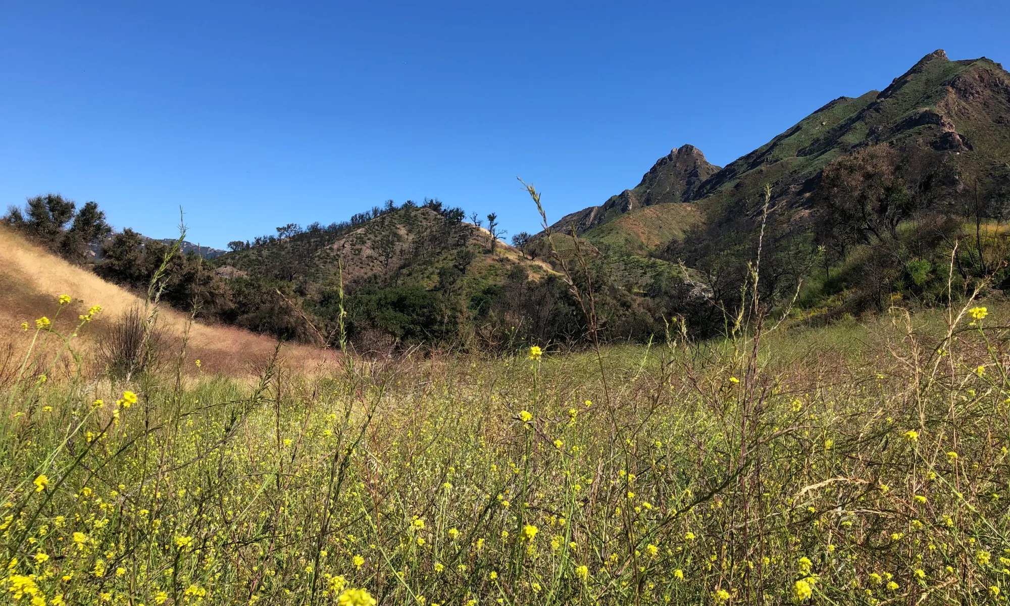 Exploring Malibu Creek State Park