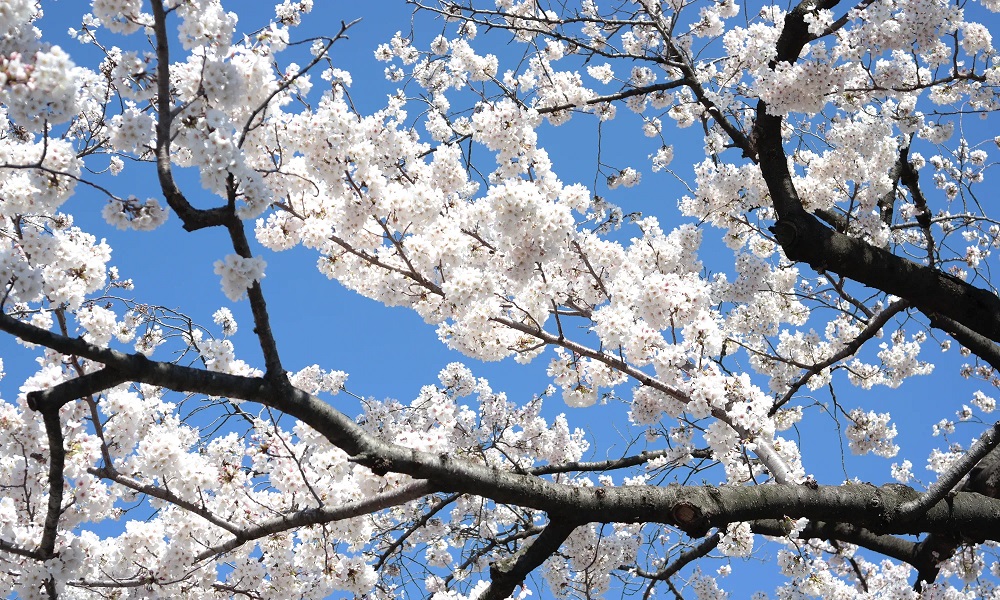 Japan! Experiencing Hanami!