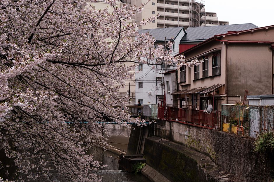 Serene view of cherry blossoms alongside traditional buildings over a canal in Tokyo.