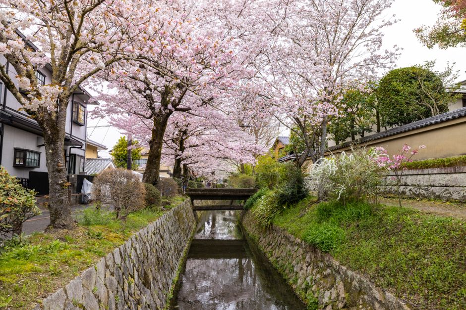 Peaceful spring scene of cherry blossoms by a canal in Kyoto, Japan.