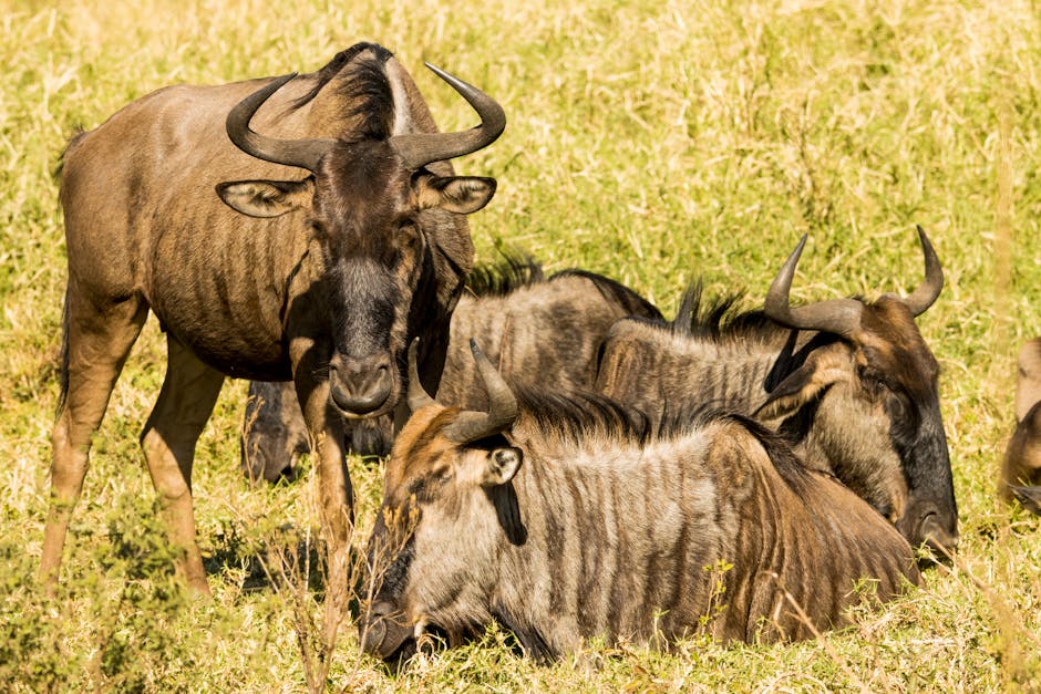 Group of wildebeest relaxing in the grasslands of Africa under the warm sun.