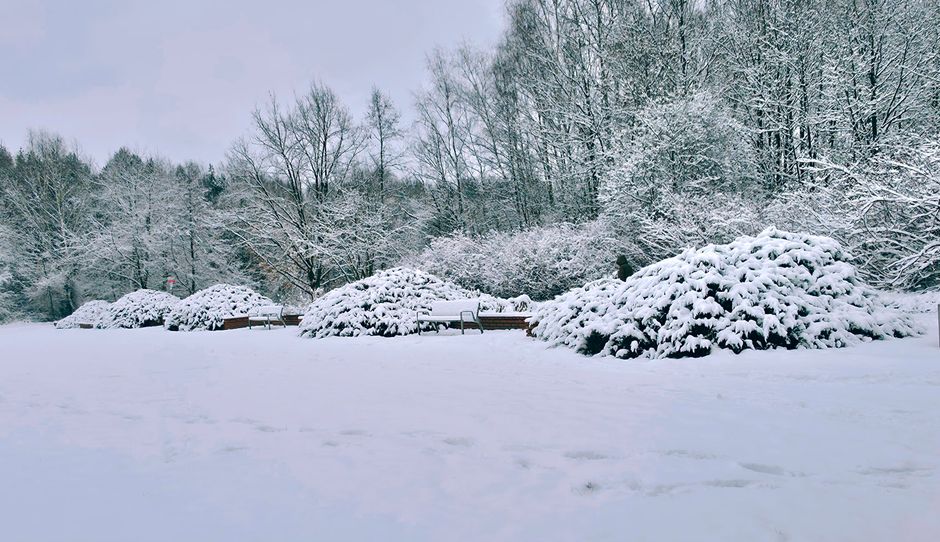 Lapland in January 2026: Lights, Huskies, and Cold Reality