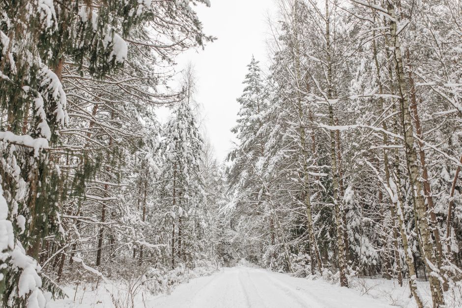 Peaceful snowy road through a winter forest, capturing nature's serene beauty.