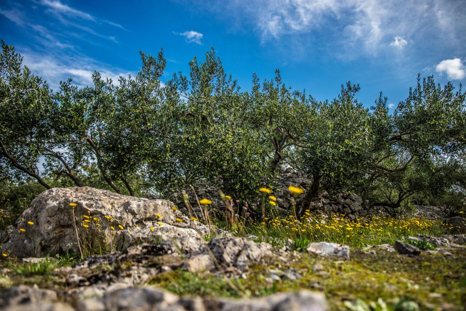 Olive grove with spring wildflowers in southern Italy