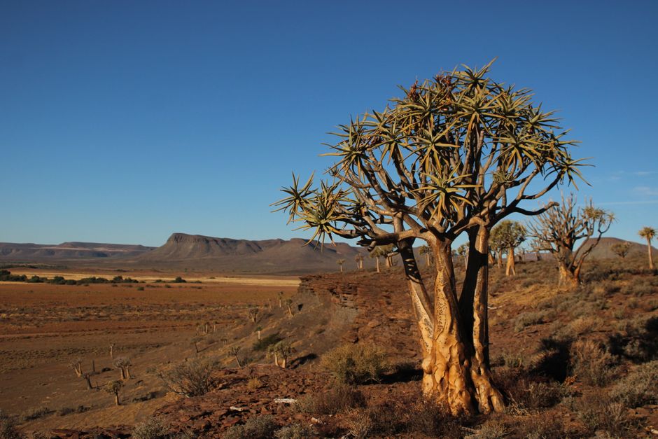 A stunning view of quiver trees in the arid South African countryside under a clear sky.