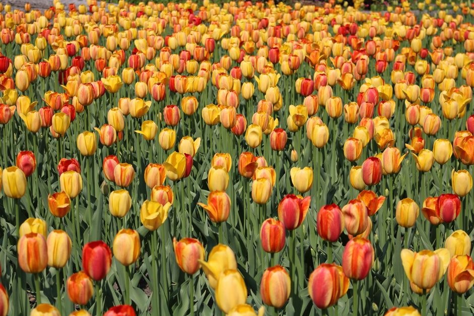 Tulip Season in the Netherlands: Plan Keukenhof and Fields