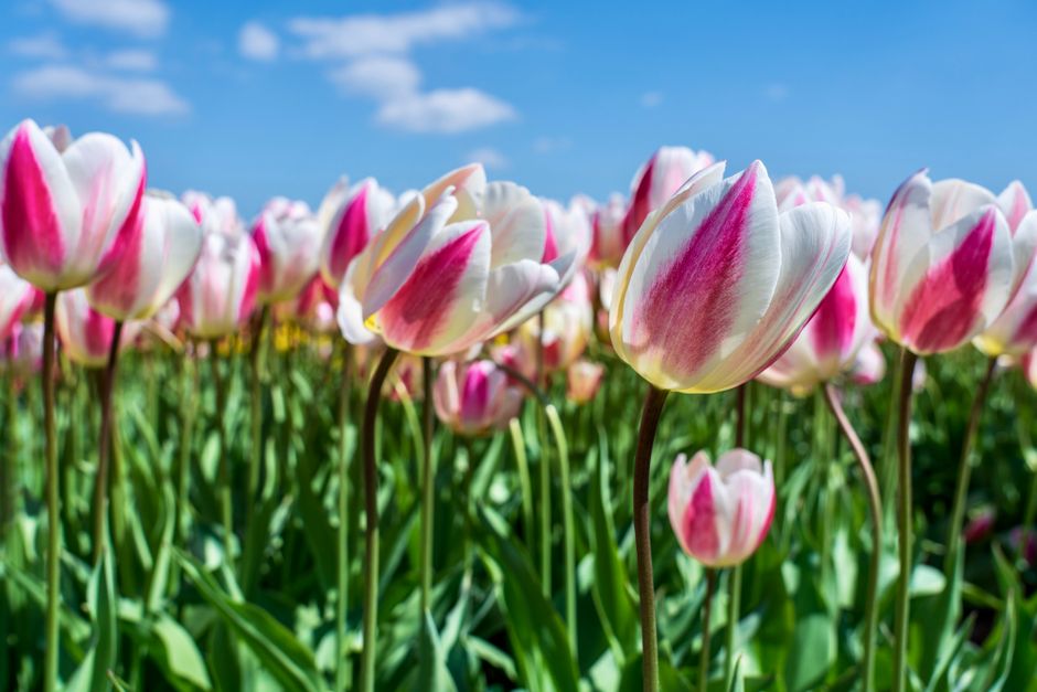 Vibrant pink and white tulips blooming in a lush field on a sunny spring day with a clear blue sky.