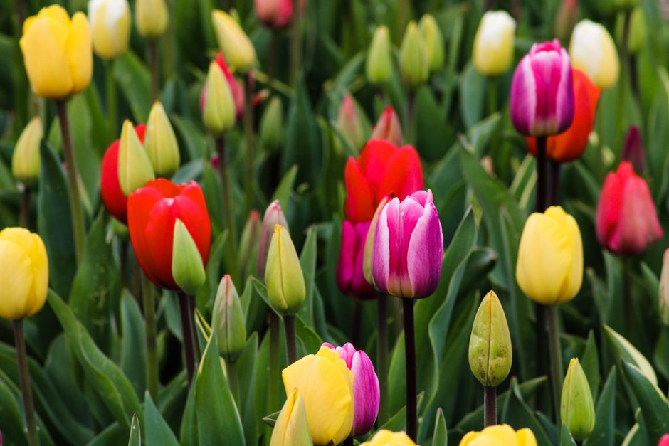 Colorful tulip field in the Netherlands showcasing vibrant spring blooms.