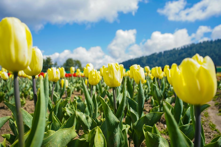 Bright yellow tulips bloom under a clear blue sky, creating a vibrant spring scene in the countryside.