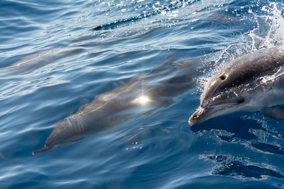 Dolphins gracefully swimming in the ocean, showcasing their natural beauty and elegance.