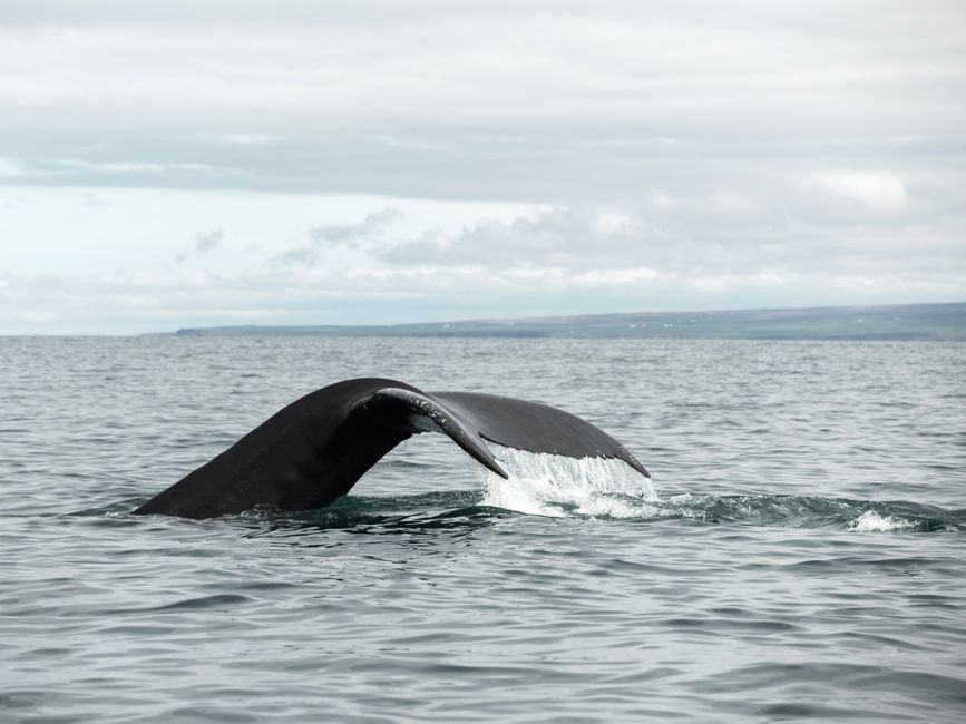 Beautiful wavy tail of large black humpback above surface of sea during diving