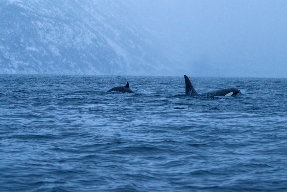 Two majestic orca whales swim in the cold Arctic sea with a snowy mountainous backdrop at dusk.