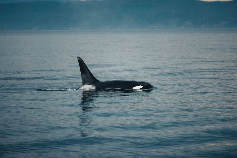 Whale Watching in Baja California Sur: A February Plan