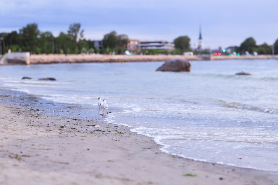 A peaceful beach scene with birds along gentle waves and a distant coastal cityscape.